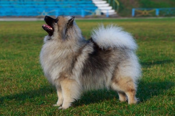 Little Keeshond staring up at master.