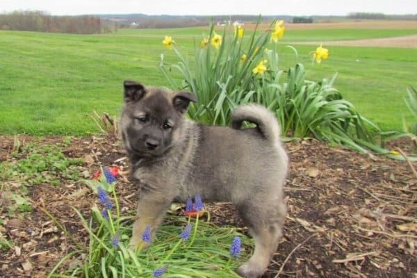 Piccolo cucciolo di Elkhound norvegese staning tra fiori colorati.