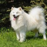 Panting Samoyed standing on green grass.