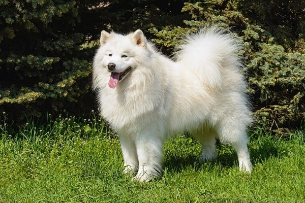 Panting Samoyed standing on green grass.