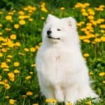 Samoyed sitting in a field of dandelions.