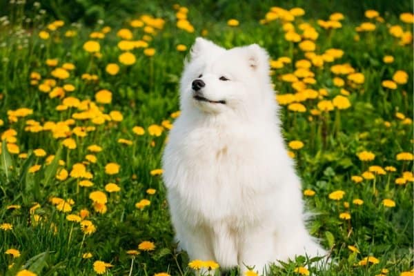 Samoyed sitting in a field of dandelions.