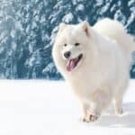 Adult Samoyed walking on fresh snow.