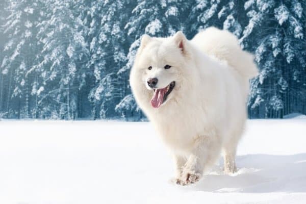 Samoiedo adulto che cammina sulla neve fresca.