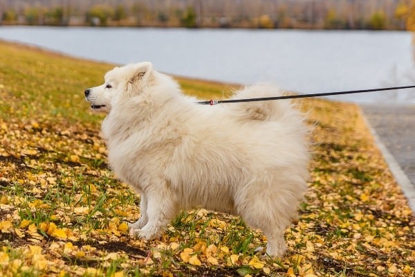 Samoyed at lakeside with fallen yellow leaves on ground.