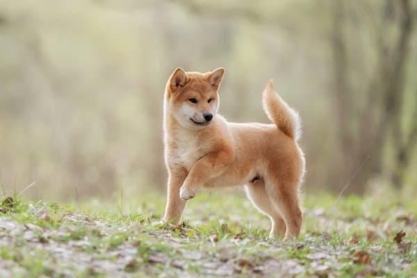 Shiba Inu puppy in the woods holding on foot off of the ground.