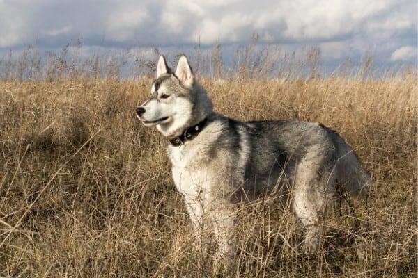 Gray and white Siberian Husky standing in a field of tall, dry grass.