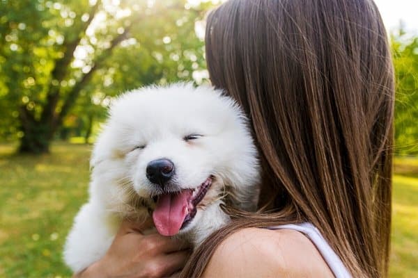 Smiling Samoyed puppy snuggling on woman's shoulder.