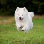 How Much Do Samoyeds Cost? (2023)