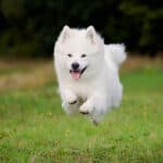 Samoyed puppy dashing across a green lawn.