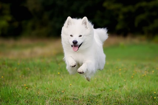 Samoyed puppy dashing across a green lawn.