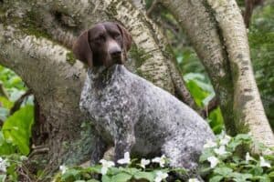 Adult German Shorthaired Pointer sitting in front of a large tree.