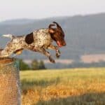 German Shorthaired Pointer jumping off of a round hay bale.