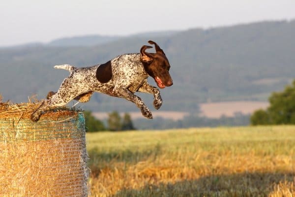 German Shorthaired Pointer jumping off of a round hay bale.