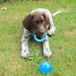 German Shorthaired Pointer puppy playing with a blue ring and a ball in the grass.