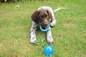 German Shorthaired Pointer puppy playing with a blue ring and a ball in the grass.