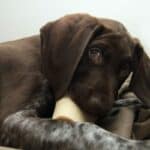 A German Shorthaired Pointer lying on a blanket, chewing a treat stick.