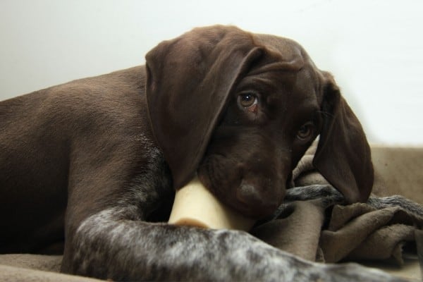 A German Shorthaired Pointer lying on a blanket, chewing a treat stick.