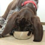 A German Shorthaired Pointer with a red collar enjoying a meal from a silver bowl.