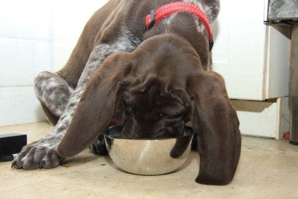 A German Shorthaired Pointer with a red collar enjoying a meal from a silver bowl.