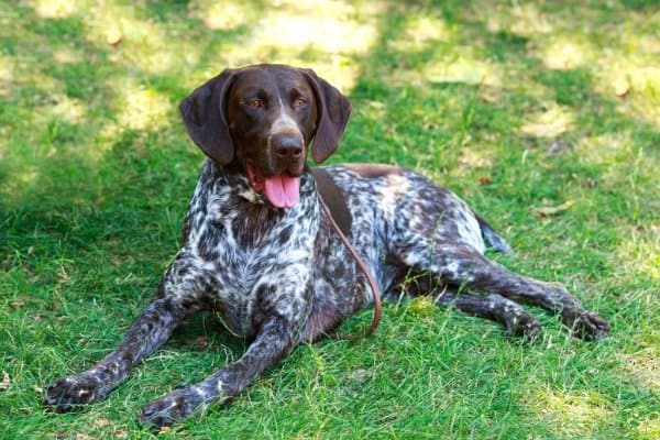 German Shorthaired Pointer relaxing on the grass in the shade.