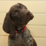 A young German Shorthaired Pointer with his head tilted to one side.