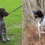 A German Shorthaired Pointer on the left, and an English Pointer on the right.