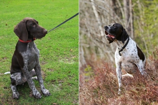 A German Shorthaired Pointer on the left, and an English Pointer on the right.