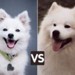 A Japanese Spitz on the left, and a Samoyed on the right.