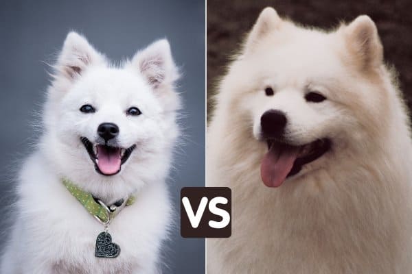 A Japanese Spitz on the left, and a Samoyed on the right.