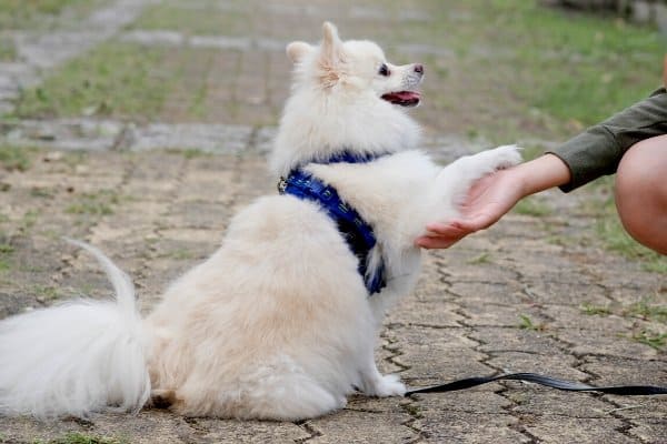 Japanese Spitz with a blue harness offering a paw to his owner.