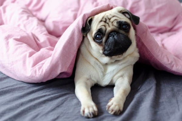 Pug puppy in bed under a pink blanket.