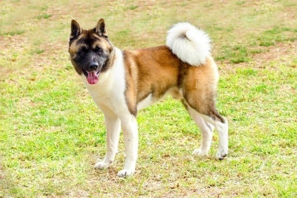 An adult Akita with a dark face mask.