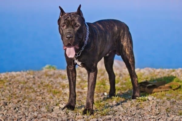 A brindle Cane Corso standing on a rocky shore.