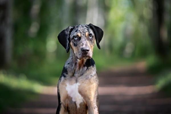 A Catahoula Leopard Dog sitting in the middle of a woodland lane.