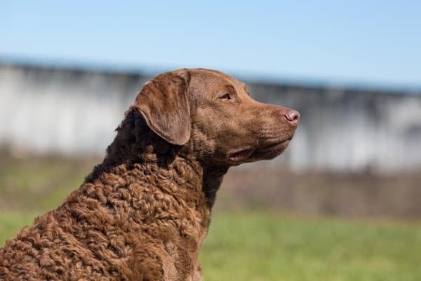 Chesapeake Bay Retriever in profile sitting outside.