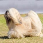 A cream Lhasa Apso in full coat with a stormy, gray sky in the background.