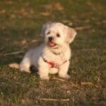 Cream-colored Lhasa Apso puppy wearing a red harness.