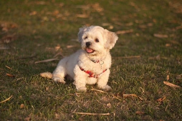 Cream-colored Lhasa Apso puppy wearing a red harness.