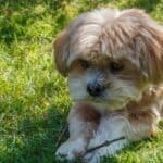 Adorable golden Lhasa Apso puppy holding a small stick.