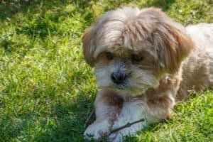 Adorable golden Lhasa Apso puppy holding a small stick.