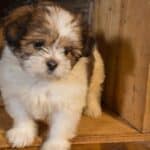 A tiny brown and white Lhasa Apso puppy standing in an overturned crate.