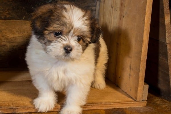 A tiny brown and white Lhasa Apso puppy standing in an overturned crate.