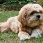 A Lhasa Apso with a short haircut lying on the grass.