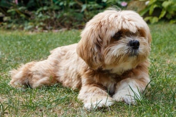 A Lhasa Apso with a short haircut lying on the grass.