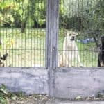 Three guard dogs on alert behind gate.