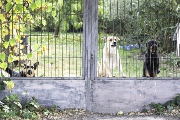 Three guard dogs on alert behind gate.