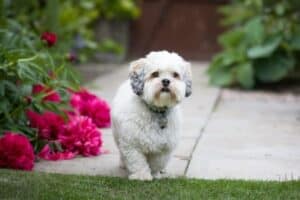 A white Lhasa Apso with a short haircut walking past red flowers.