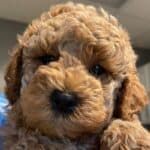 Labradoodle Breeders By State – The Complete List for 2023