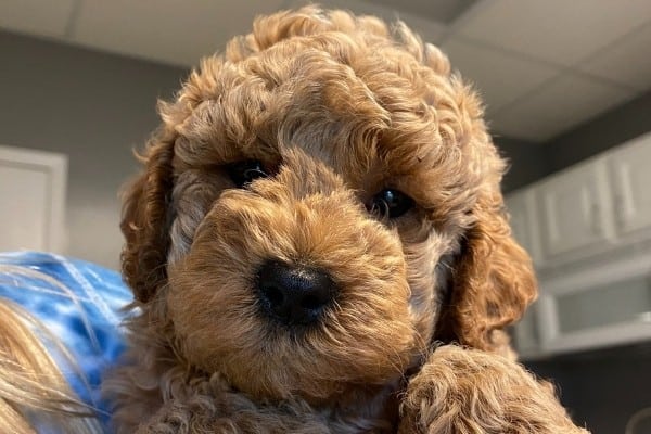 9 Week Old Labradoodle Puppy